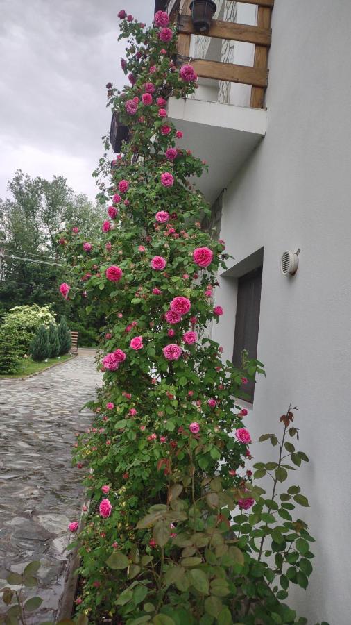 Pensiunea Codruta Carpinisu Exterior foto